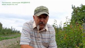 Оптимальные сроки окулировки