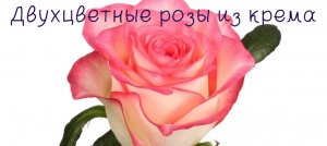 ДВУХЦВЕТНЫЕ РОЗЫ ИЗ КРЕМА.