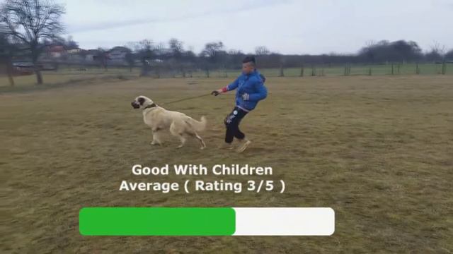 Kangal vs Alabai смотреть онлайн