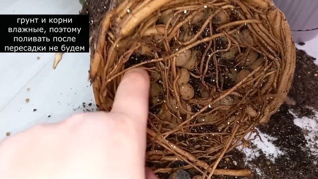 Идеальный грунт для замиокулькаса, секретный ингредиент поможет активировать рост новых веток смотреть онлайн