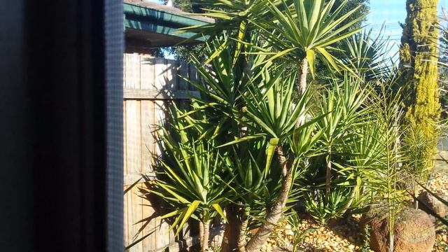 Bird sounds on yhe yucca plant πουλια απανο σε γουκα. смотреть онлайн