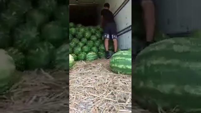 Каристан 2021 Syngenta смотреть онлайн