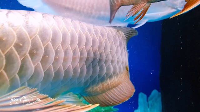 Nhạc Không Lời Ru Ngủ Về Đêm Giảm Stress 100% ☀ Hòa Tấu Guitar Hải Ngoại Phòng Trà Cafe #5 смотреть онлайн