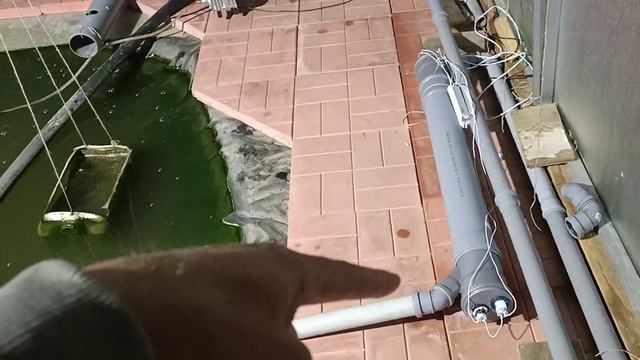 12-й день работы уф лампы, скоро эксперимент подойдёт к концу, разведение карпов кои в теплице. смотреть онлайн