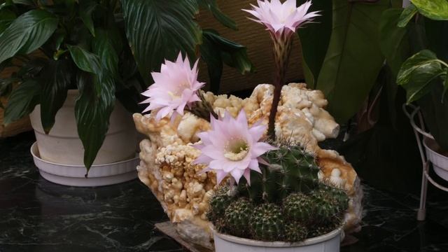 Flowering cactus (Echinopsis Oxygona) TIME LAPSE смотреть онлайн