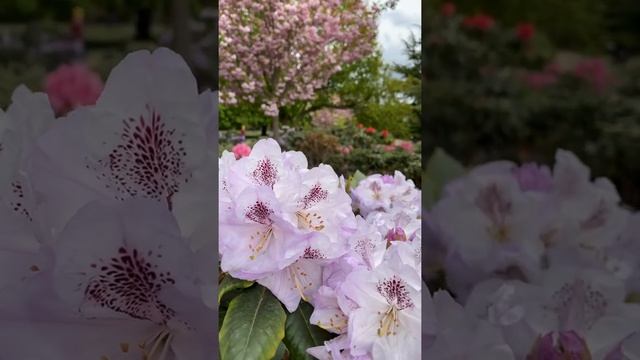 #shorts Когда Цветут Рододендроны! Цветы. Лондон смотреть онлайн