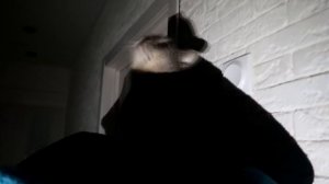 КОШАЧЬЯ ИСТОРИЯ УЖАСОВ 4 СЕРИЯ | ГОЛОС ИЗ ТРУБЫ