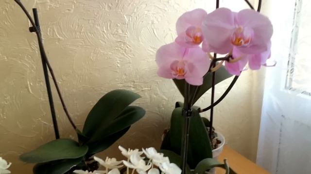 ОРХИДЕИ .СУПЕР СПОСОБ ЗАСТАВИТЬ ОРХИДЕЮ ЦВЕСТИ.УХОД ЗА ФАЛЕНОПСИСАМИ. смотреть онлайн
