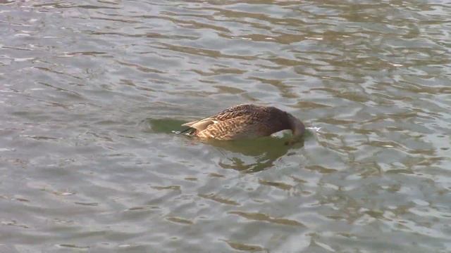 Дикие утки, зимующие в городе || Wild ducks смотреть онлайн