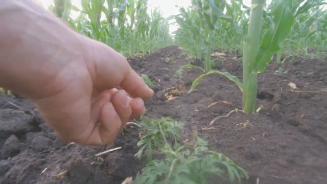 Подкормка кукурузы смотреть онлайн