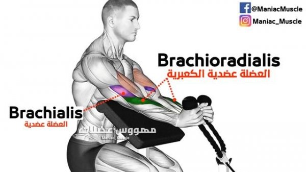 How To Build Your Biceps Workout Fast (long head + short head + brachioradialis + Brachialis)