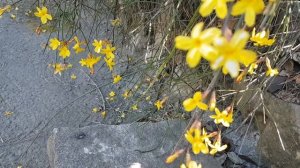Зимний жасмин цветение Природа Цветы Winter Jasmine (Oleaceae) Flowers Relaxing Video 봄의 꽃  (자연)