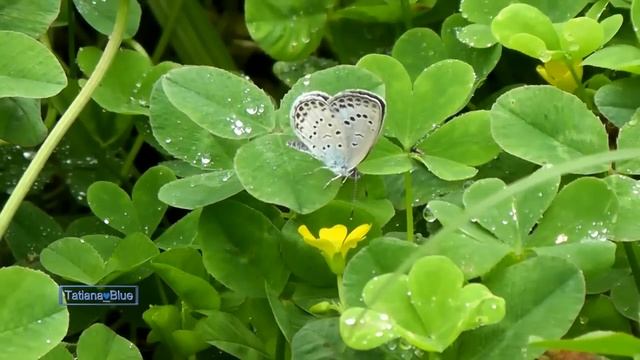 Garden Of Dreams - Giovanni Marradi смотреть онлайн