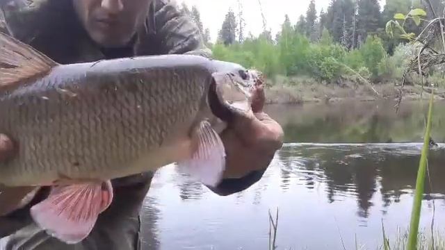 рыбалка река Пелым и река Лозьва смотреть онлайн