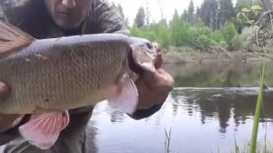 рыбалка река  Пелым и река Лозьва