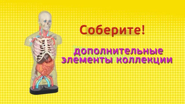 Презентация коллекции «Тело Человека» (DeAgostini) смотреть онлайн