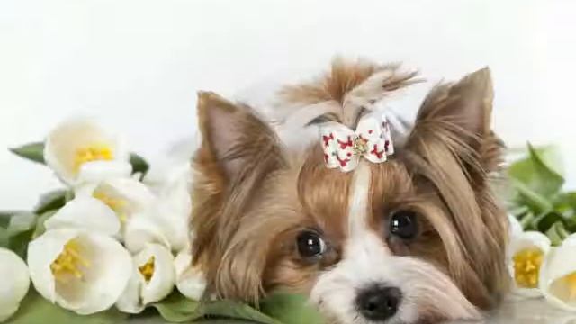 Няшные собачки!? смотреть онлайн