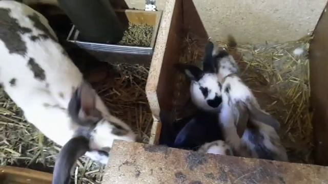 КРОЛЬЧАТАМ МЕСЯЦ//КОРМЛЕНИЕ МАЛЕНЬКИХ КРОЛЬЧАТ// смотреть онлайн