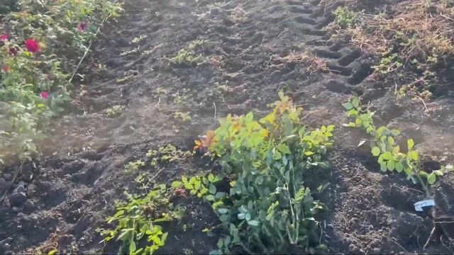 Выкопка саженцев роз , для отправки почтой и сдеком! смотреть онлайн