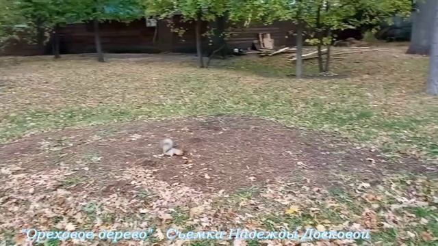 Ореховое дерево. В Городском парке смотреть онлайн