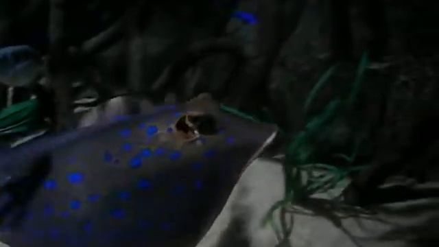 Blaupunktrochen @ SeaLife Helsinki смотреть онлайн