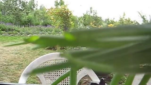 ПОСАДОЧНЫЙ МАТЕРИАЛ МНОГОЯРУСНОГО ЛУКА ГОТОВ смотреть онлайн