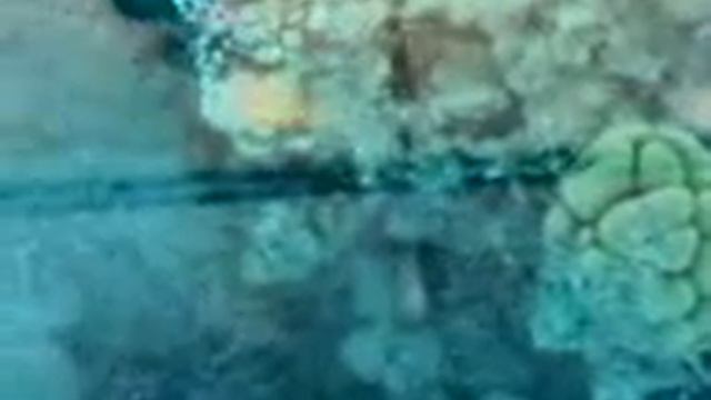 Barriera corallina Sharm el Sheik смотреть онлайн