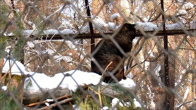 Камышовый кот. 18.01.21 г.