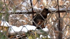 Камышовый кот. 18.01.21 г.