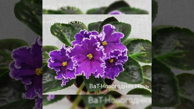 Небольшая часть моей коллекции фиалок. смотреть онлайн