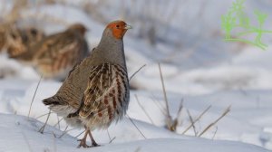 Голоса птиц Как поёт Серая куропатка (Perdix perdix)