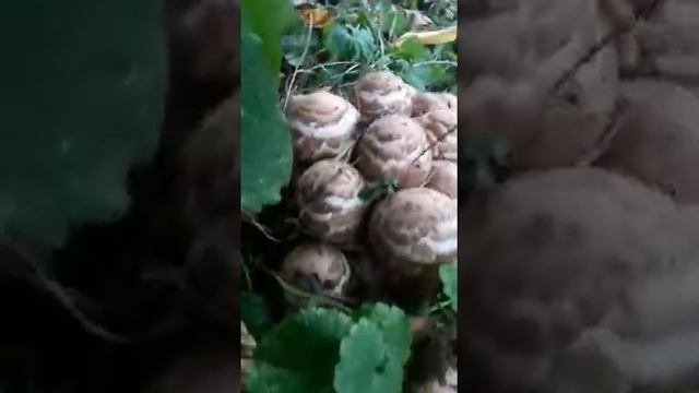 Шампиньон Лесной (Благуша) Август 2019. Комент в кадре неверен. смотреть онлайн