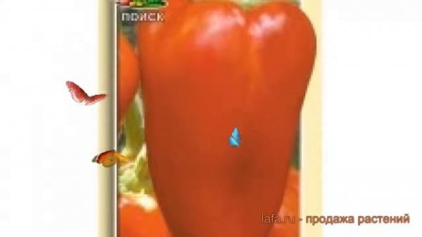 Перец сладкий Тополин (topolin topolin) ? перец Тополин обзор: как сажать семена перца Тополин