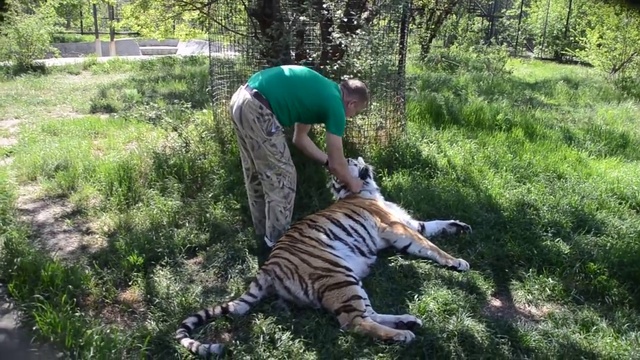 У Василисы вновь четверо здоровых малышей! смотреть онлайн