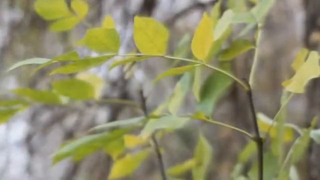 Ильнур Адзитаров. Япрак язмышы. Межрегиональный национальный онлайн праздник "Питравка-2020". смотреть онлайн