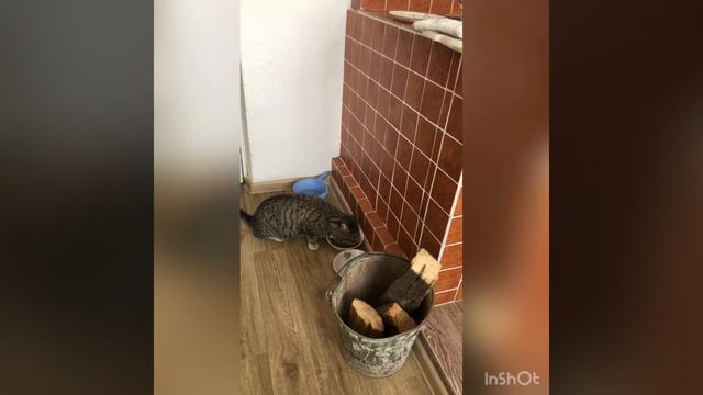 Без кота и жизнь не та. смотреть онлайн