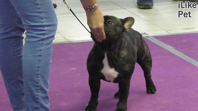 5 отличий английского бульдога от французского смотреть онлайн