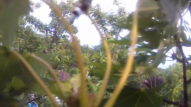 Failed attempt to get stuck KF102 drone out of tree смотреть онлайн