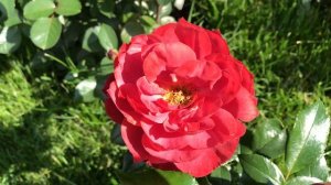 Роза Хот Чоколэт/ Хот Кокоа Tom Carruth 2002г