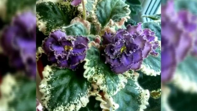 100 ФОТО ФИАЛОК С НАЗВАНИЯМИ СОРТОВ. смотреть онлайн