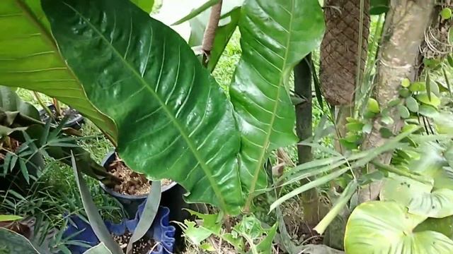 PART 2 : 7 Years Old Giant Rainforest Redstock (Anthurium) Propagation Step By Step @ Polomolok