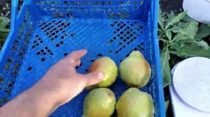 Груша Ноябрська ( Ксена). Супер сорт.2021.