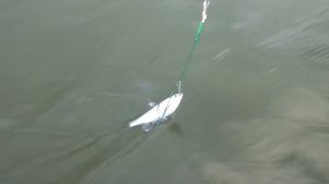 Щуки,судаки. Наживляем живца на течение. Все просто!!!