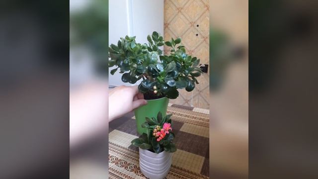 ?Комнатные цветы?Каланхоэ Каландива? Уход,полив,размножение смотреть онлайн