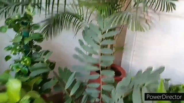 5 reasons for Areca Palm leaves tips turning brown & remedies смотреть онлайн