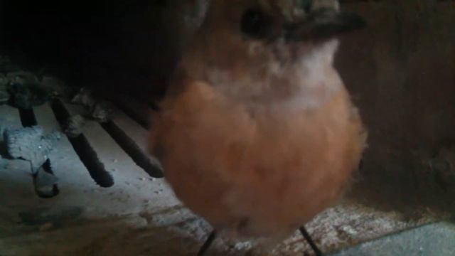 Птичка замёрзла((0 смотреть онлайн