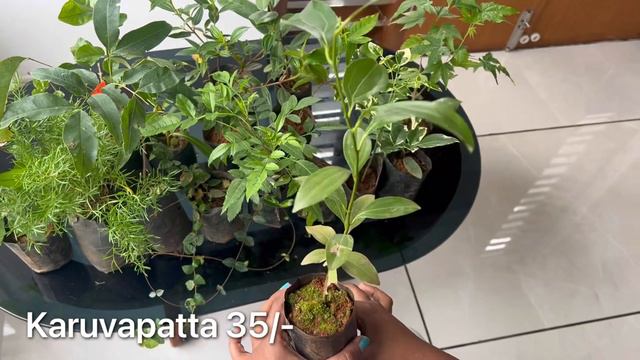 🌼🪴നല്ല മനോഹരമായ പൂക്കൾതരും ചെടികൾ കണ്ടാല്ലോ 🍀💐🌺🌸🌷🌹| THARAPPEL Nursery смотреть онлайн