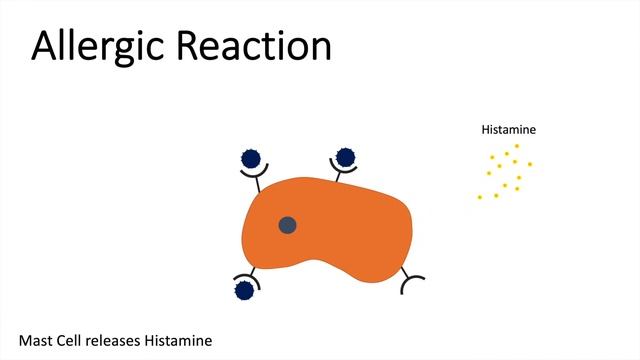 Allergic Reaction - Malfunction of the Immune Response смотреть онлайн