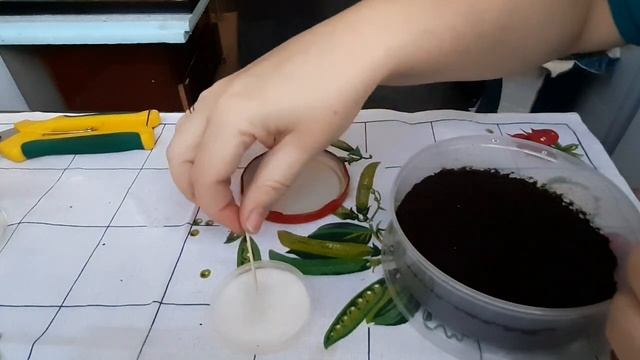 Посев клубневой бегонии. 2 способа. смотреть онлайн