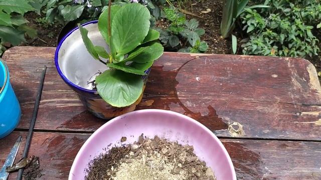 Bergenia Crassifolia: Mira en que tierra tan fea venía.?? смотреть онлайн